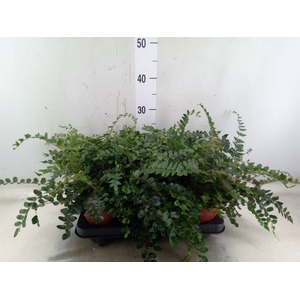 Pellaea rotundifolia