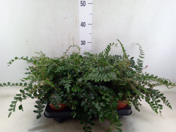 <h4>Pellaea rotundifolia</h4>