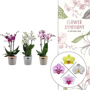 Flower Symphony | gemengd in Isabel keramiek | Phal. 3 tak
