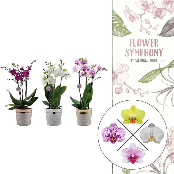 <h4>Flower Symphony | gemengd in Isabel keramiek | Phal. 3 tak</h4>