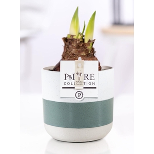 Hippeastrum white in P&PURE Lauren ceramics