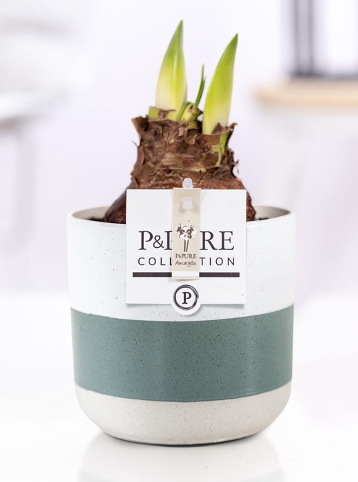<h4>Hippeastrum white in P&PURE Lauren ceramics</h4>