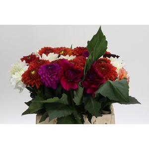 Dahlia mixed bunch