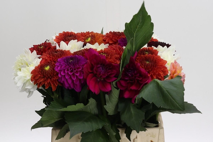 Dahlia mixed bunch