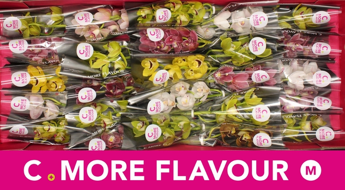 <h4>CYMB MI GEM</h4>