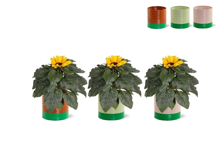 <h4>HELI SUNSATION</h4>