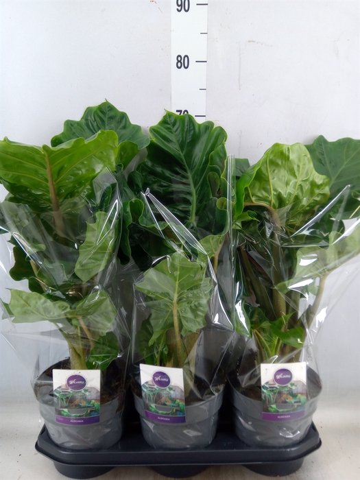 <h4>Alocasia  'Low Rider'</h4>