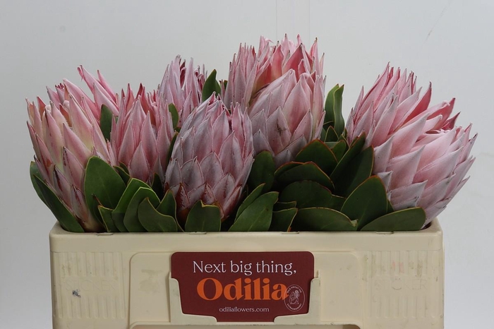 <h4>Protea Cynaroides</h4>