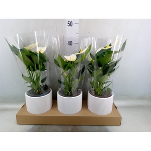 Anthurium  'Karma White'