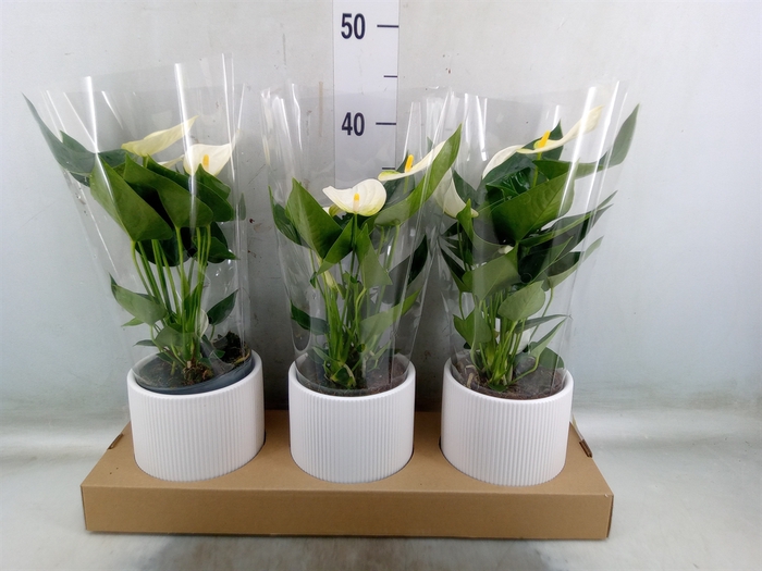 <h4>Anthurium  'Karma White'</h4>
