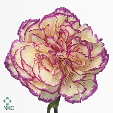 Dianthus St Terrie