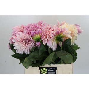 Dahlia Cafe Au Lait