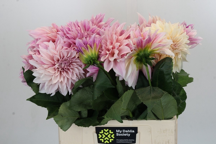 Dahlia Cafe Au Lait
