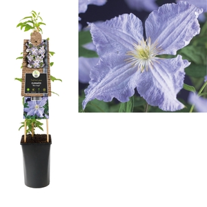 Clematis 'Blue Angel' +3.0 label