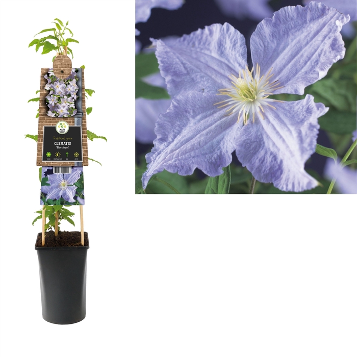 <h4>Clematis 'Blue Angel' +3.0 label</h4>