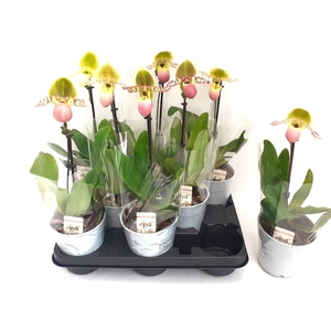 PAPH MULTIFLOWER GEM