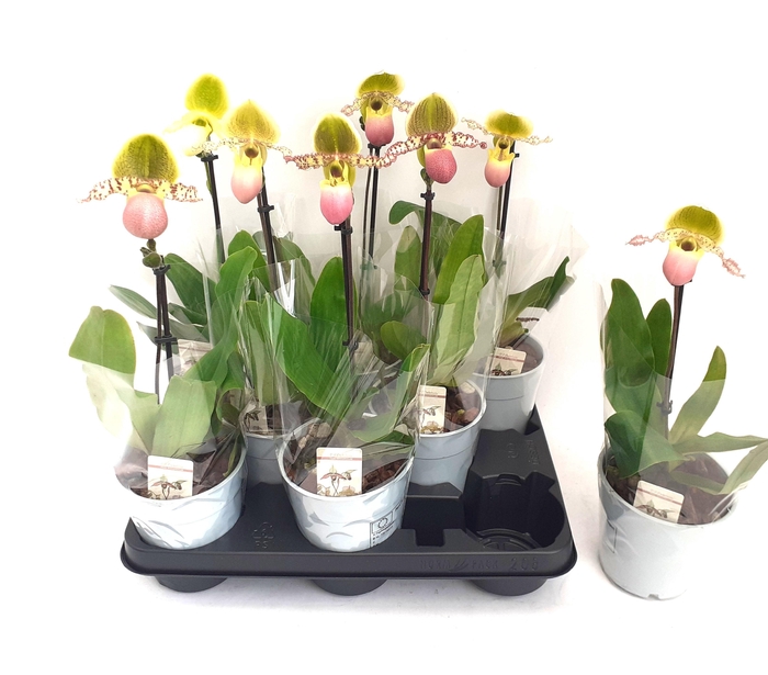 <h4>PAPH MULTIFLOWER GEM</h4>