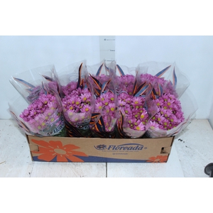 CRISANTEMO BOLA BELGA P11 ROSA