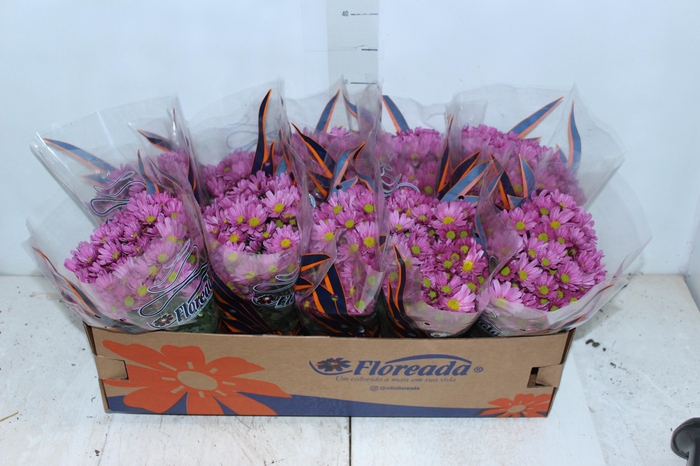 <h4>CRISANTEMO BOLA BELGA P11 ROSA</h4>