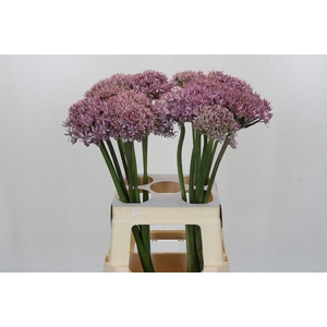 Allium Pink Jewel