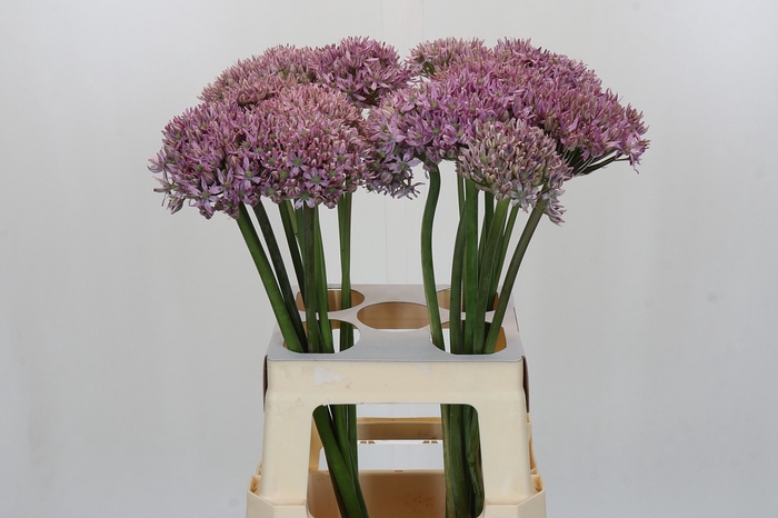 <h4>Allium Pink Jewel</h4>
