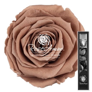 30cm Stem Cho89