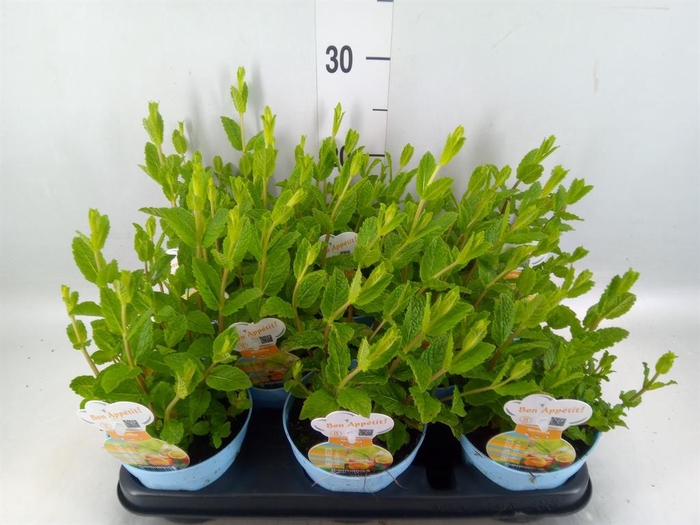 <h4>Mentha spicata</h4>