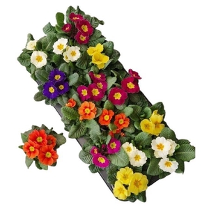 PRIM ACAULIS GEMENGD