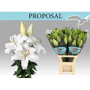 LI OR PROPOSAL
