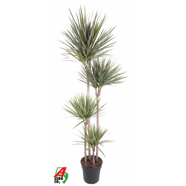 <h4>Dracaena Bicolor 120-90-60-30</h4>