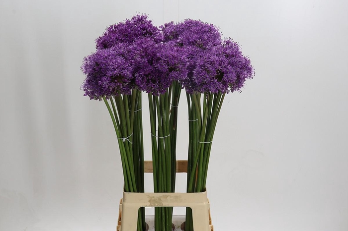 Allium Gladiator
