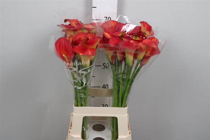 <h4>Zant Capt Trinity</h4>