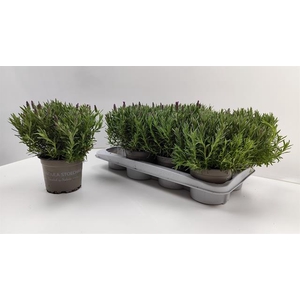 Lavandula Liddel Lady in Basket LAYER ONLY! 14Ø 25