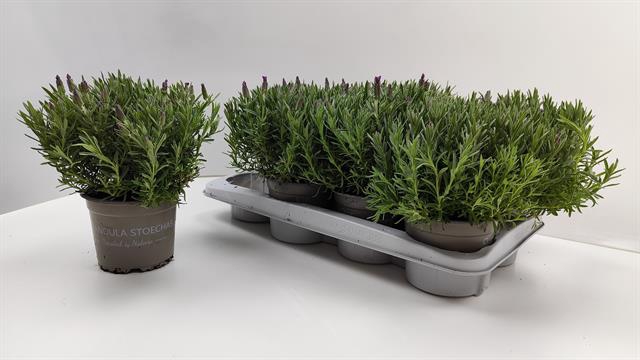 Lavandula Liddel Lady in Basket LAYER ONLY! 14Ø 25