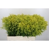 Solidago Tara Gold