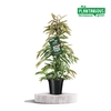 Ficus Amstel King