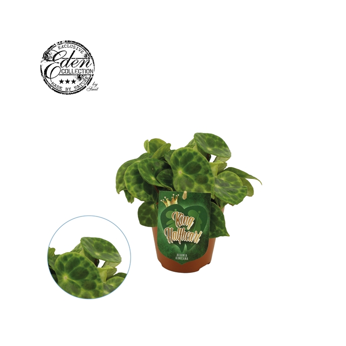 <h4>Begonia Kingiana 12cm</h4>