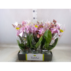 Phalaenopsis   ...rose