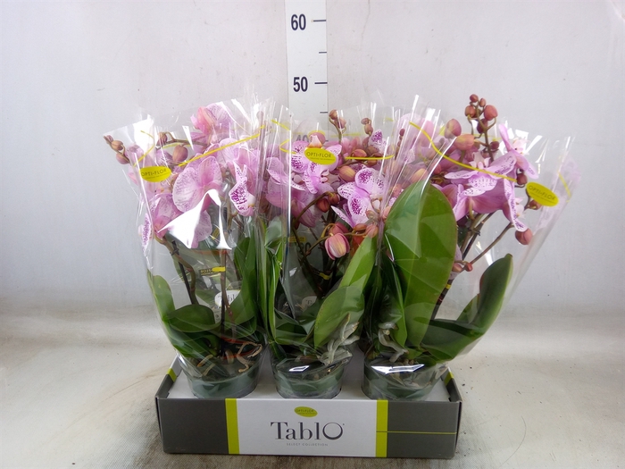 <h4>Phalaenopsis   ...rose</h4>