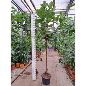 Ficus Lyrata stam 300