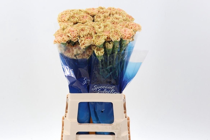 <h4>Di St Ambar Hi</h4>