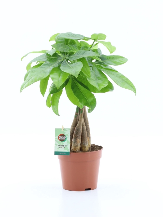 <h4>Pachira Aquatica</h4>