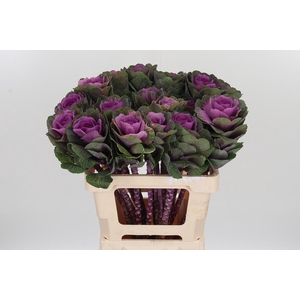 Brassica Red Crane