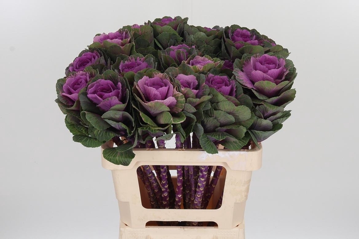 <h4>Brassica Red Crane</h4>