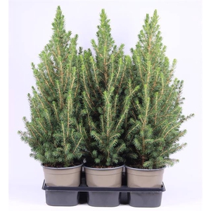 PICEA GLAUCA CONICA P15