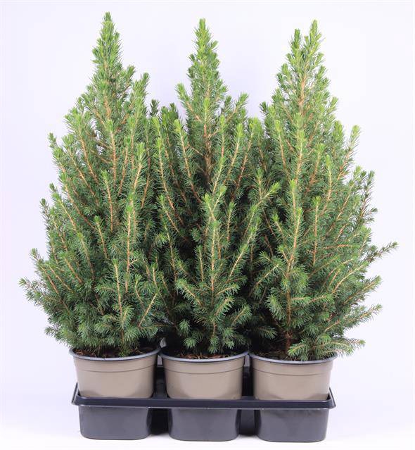 <h4>PICEA GLAUCA CONICA P15</h4>