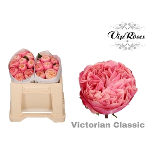 R GR VICTOR CLASSIC@