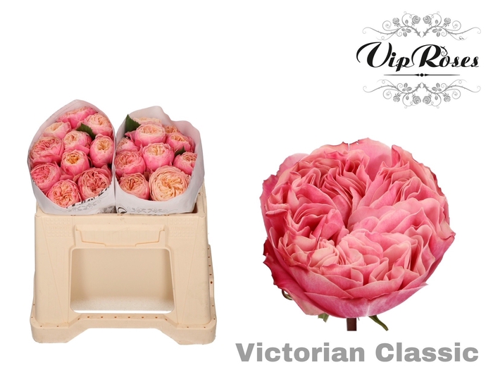 R GR VICTOR CLASSIC@