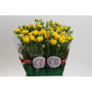 Ranunculus asiaticus 'Aazur Yellow'