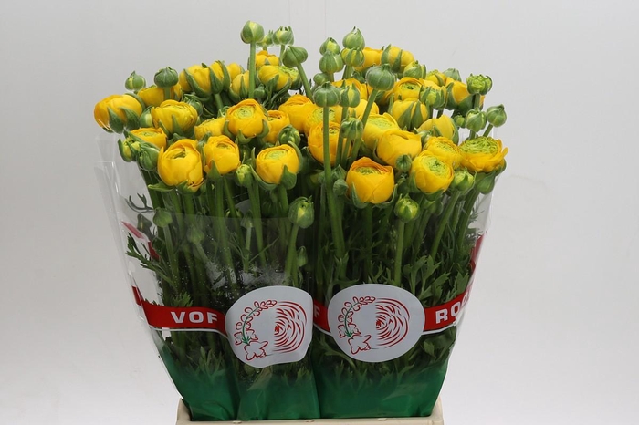 <h4>Ranunculus asiaticus 'Aazur Yellow'</h4>